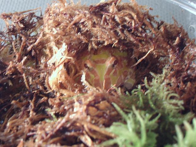 Albino Argentine Horned Frog '05