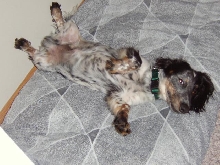 Our Dachshund Bosco