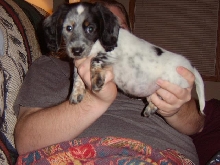 Our Dachshund Bosco