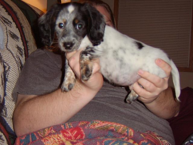 Our Dachshund Bosco