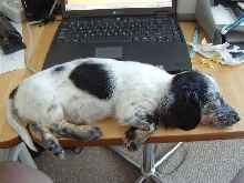 Our Dachshund Bosco