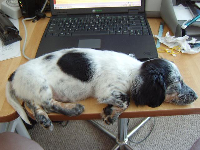 Our Dachshund Bosco