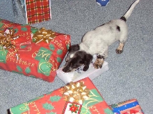 Our Dachshund Bosco