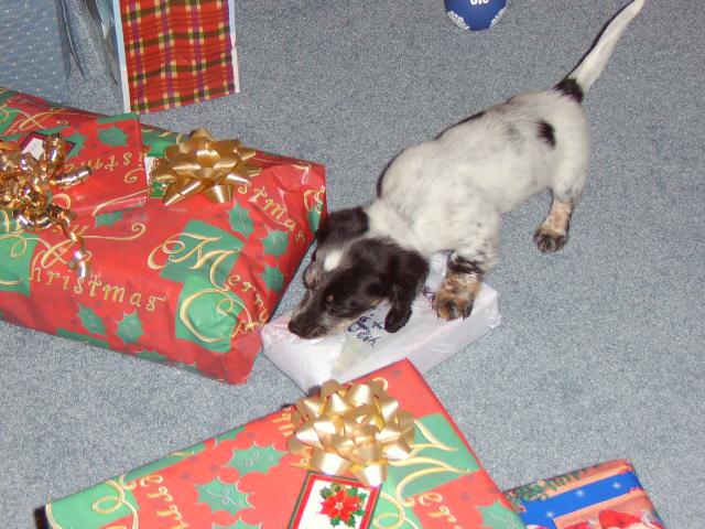 Our Dachshund Bosco