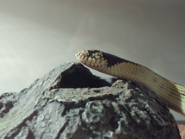 High White Chocolate Reverse Stripe Kingsnake  Male  '03