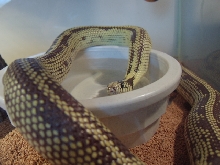 Chocolate Reverse Stripe Banana Kingsnake  Female '03