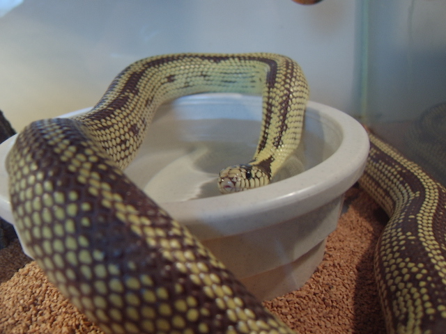 Chocolate Reverse Stripe Banana Kingsnake  Female '03