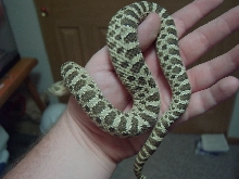 green phase western hog male
