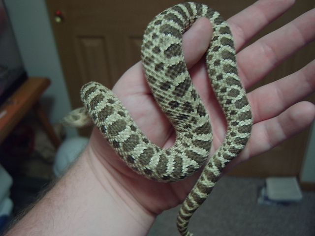 green phase western hog male