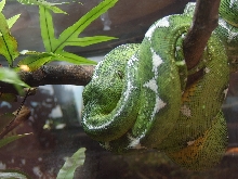 Amazon Tree Boa