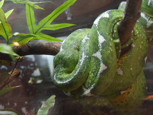 Amazon Tree Boa