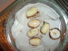 California Kingsnake Eggs