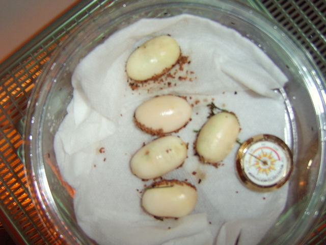 California Kingsnake Eggs