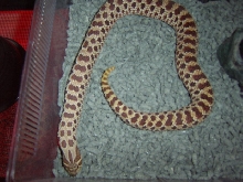 Red phase western hog female