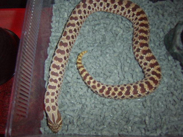 Red phase western hog female