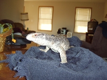 Zilla Nov 2008