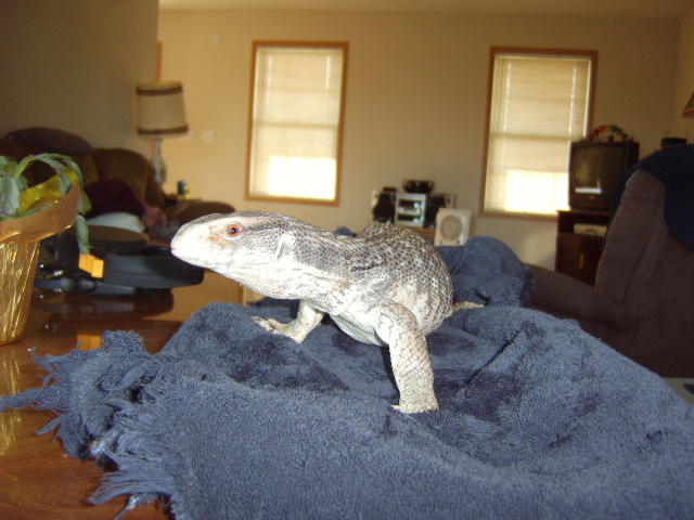 Zilla Nov 2008