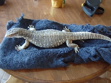 Zilla Nov. 2008
