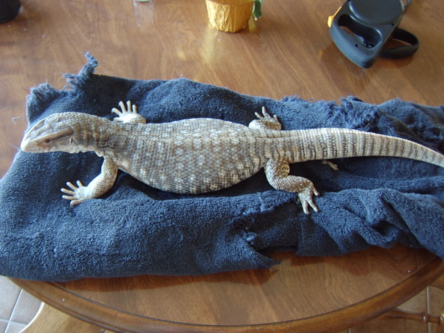 Zilla Nov. 2008