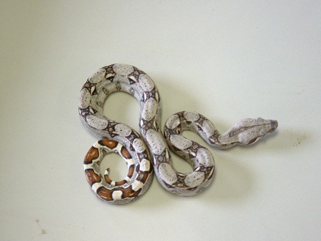 Colombian Boa