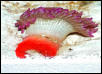 Saltwater - Austin Aquariums