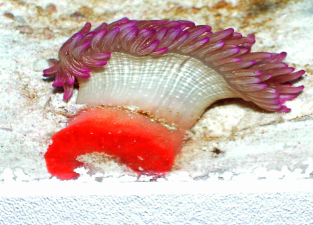 Saltwater - Austin Aquariums