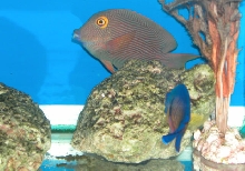 Saltwater Photos
