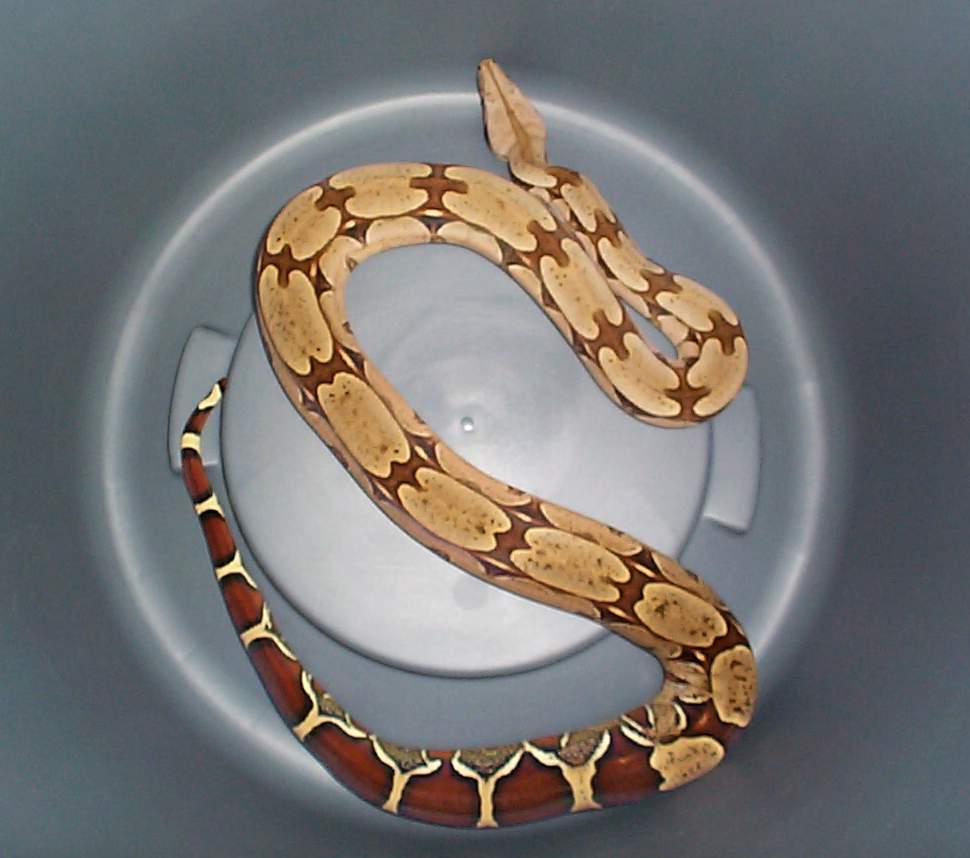 Suri female