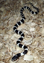 Lampropeltis getula californiae