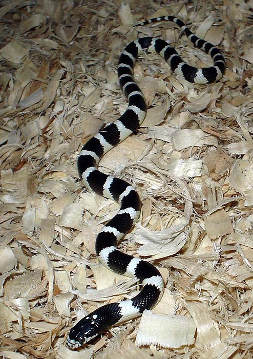 Lampropeltis getula californiae
