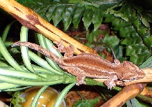 Rhacodactylus auriculatus
