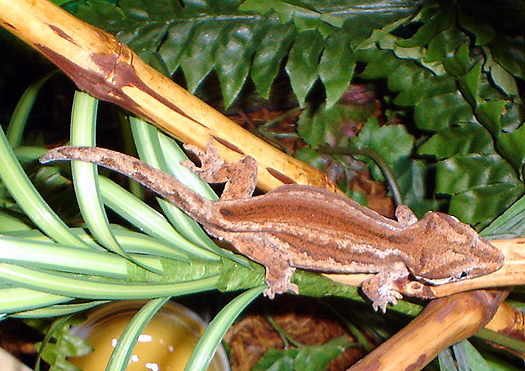 Rhacodactylus auriculatus