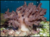 Saltwater - Austin Aquariums
