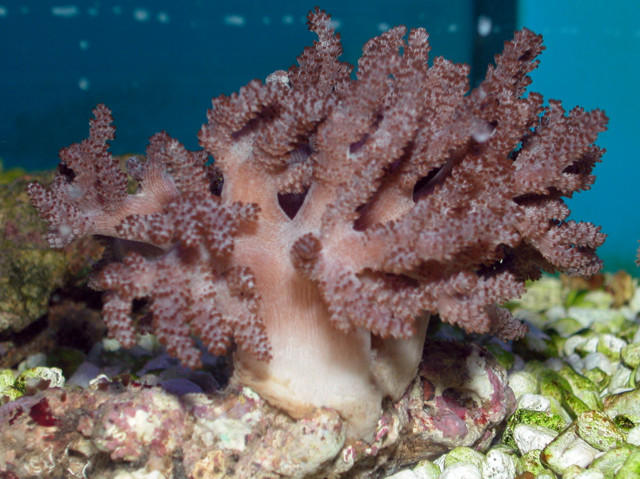Saltwater - Austin Aquariums