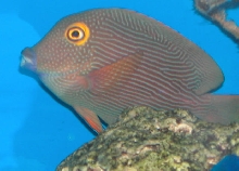 Saltwater Photos