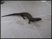 what kind of lizard?