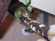 Oscar's face