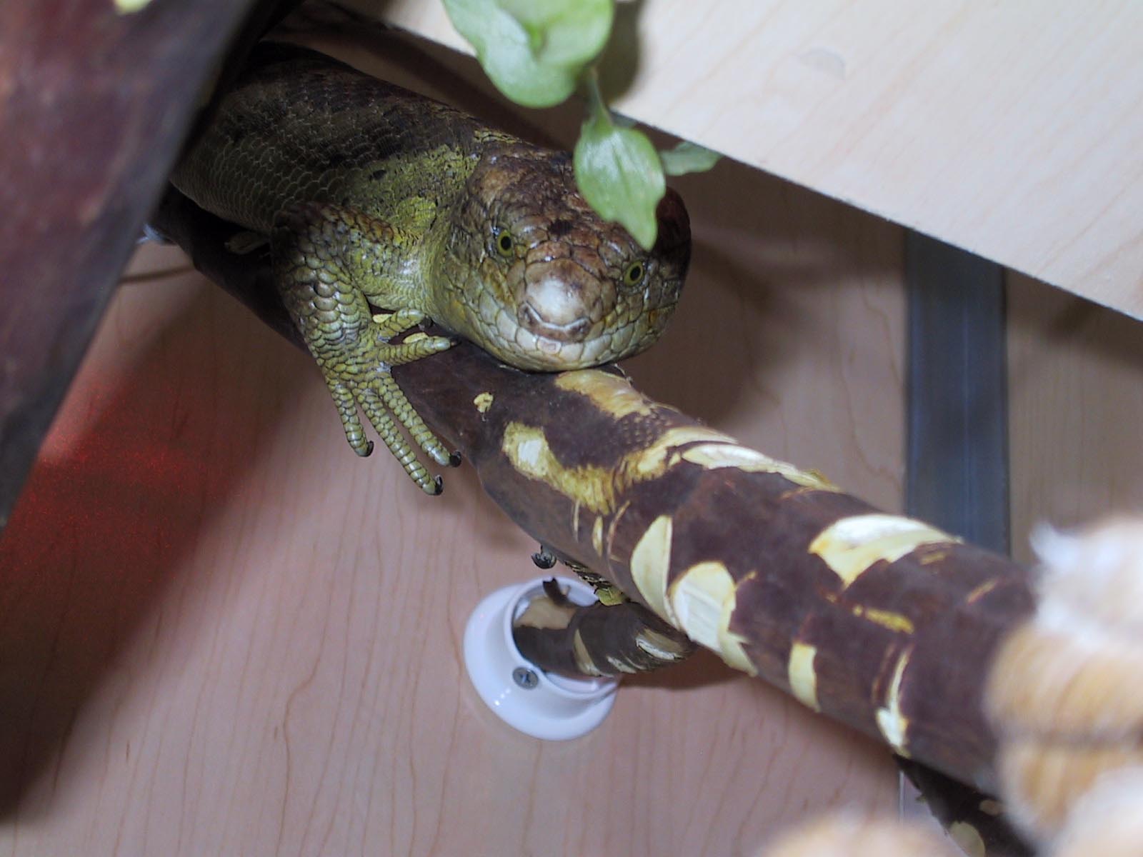 Oscar's face
