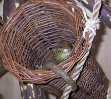 clasic C. zebrata pose!
