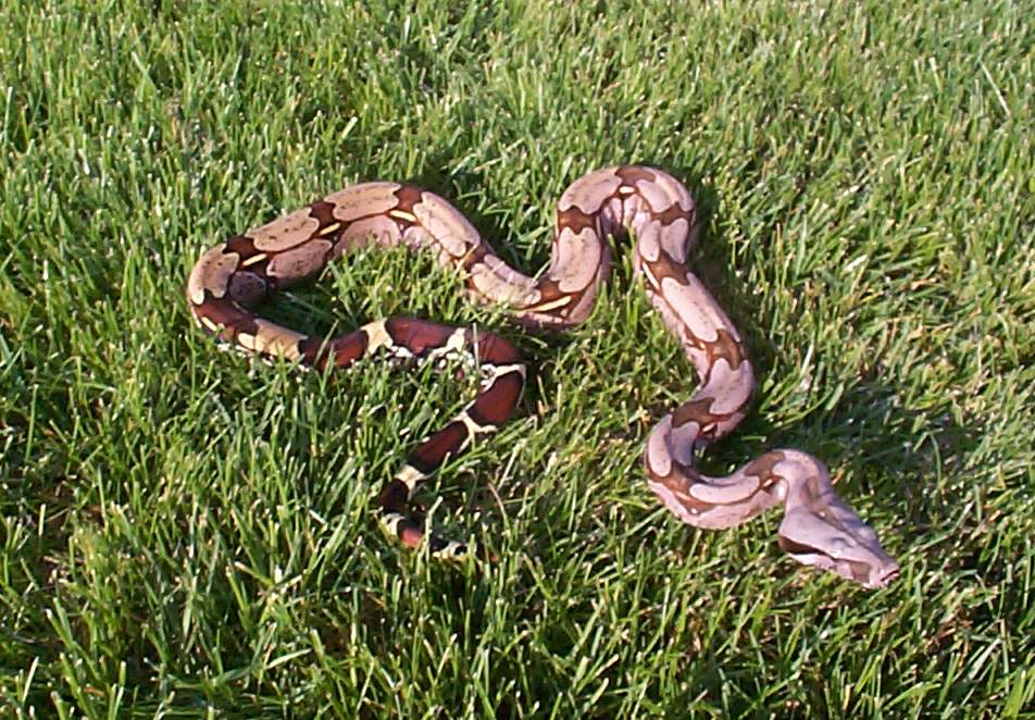 Suri male in sun