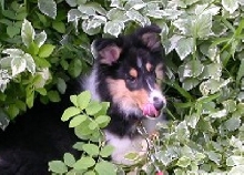 This is me Im a collie