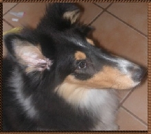 This is me, Tosca. I live wit fowr cats. Help!