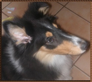 This is me, Tosca. I live wit fowr cats. Help!