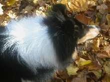 Leaves! It's What's for dinner!