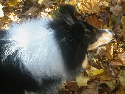 Leaves! It's What's for dinner!