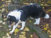 Me And Leaves