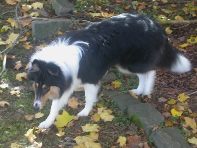 Me And Leaves
