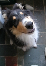 Me Begging at Mommy's Feet aftur I ate the couch.