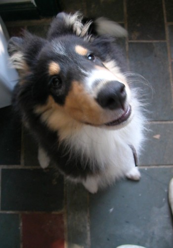 Me Begging at Mommy's Feet aftur I ate the couch.
