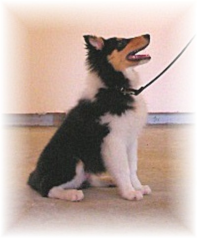 Tosca In Training